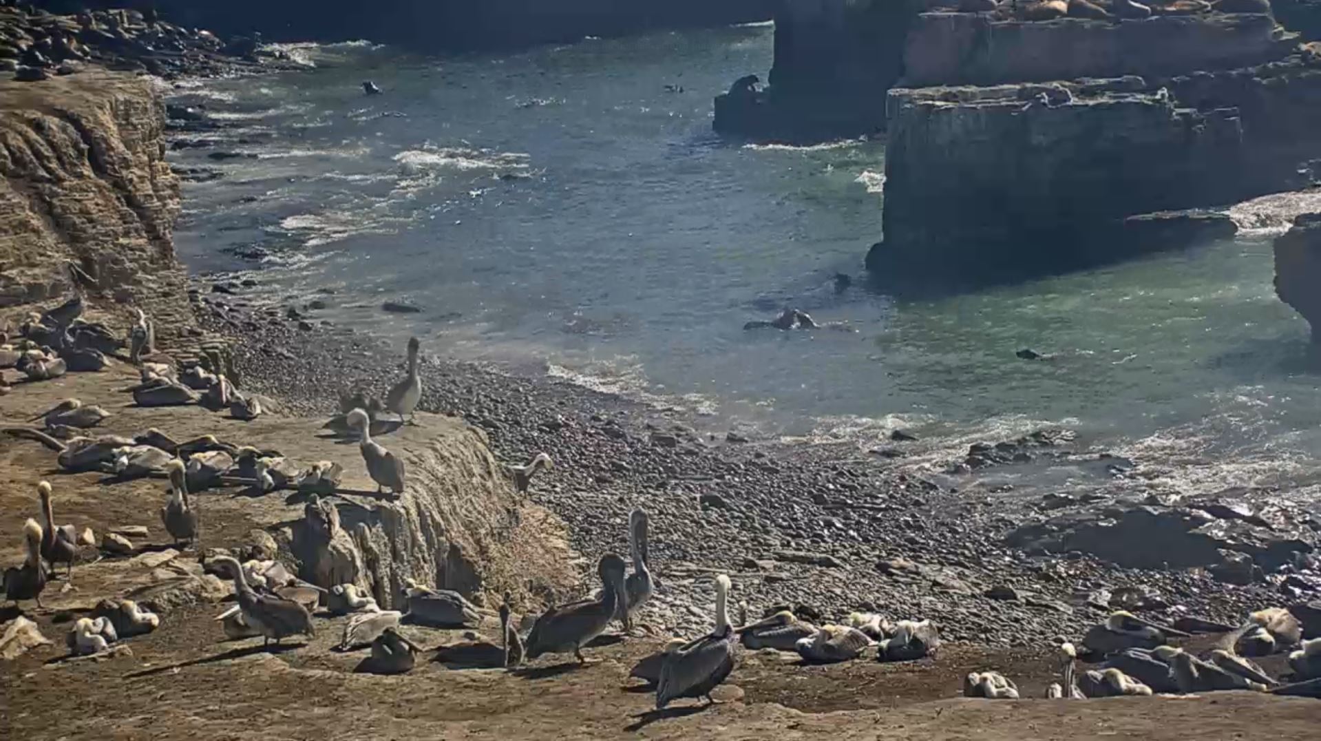 Webcam en direct de Ano Nuevo Island, Californie, USA