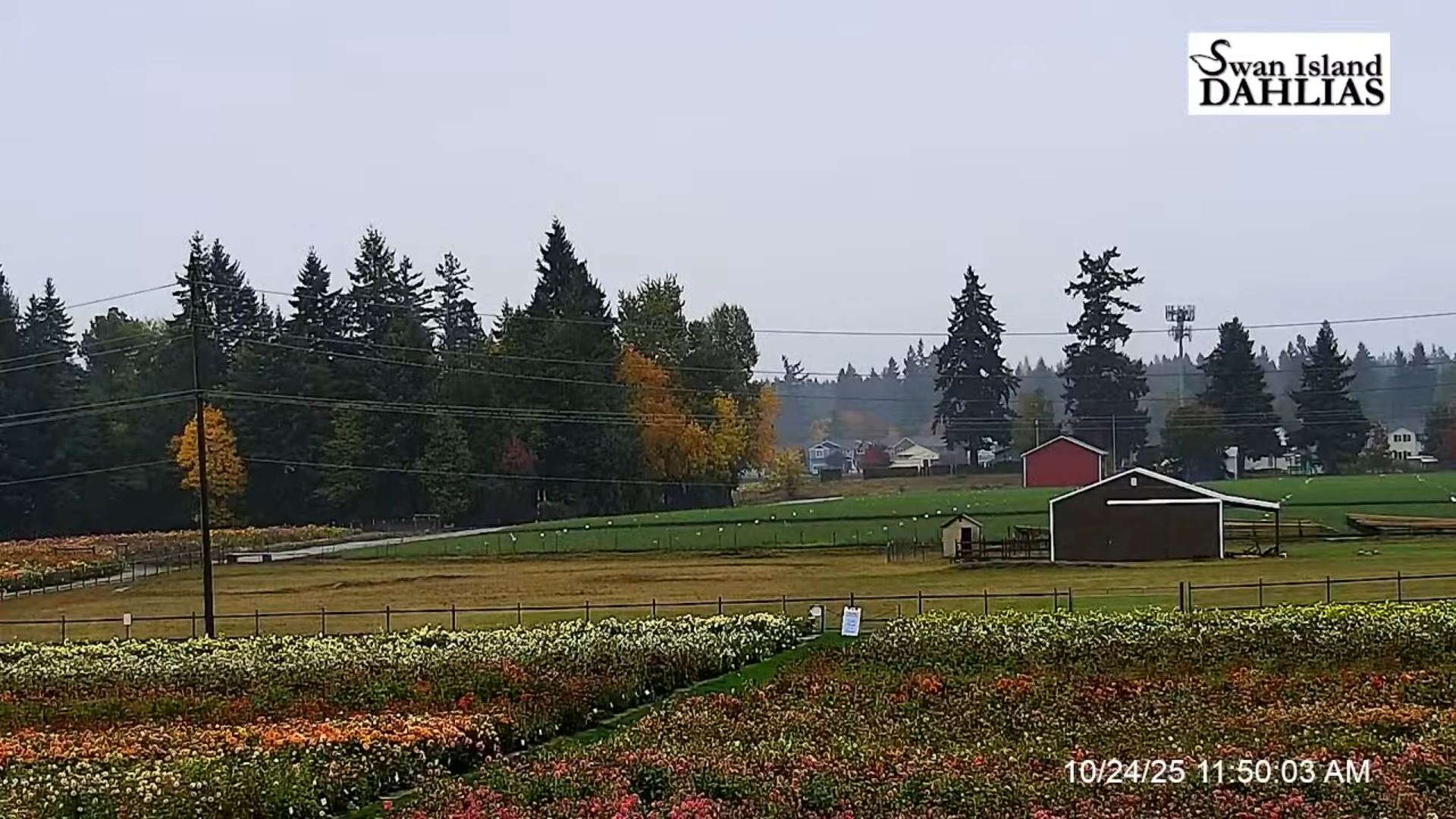 Webcam en direct de Canby, Oregon, USA