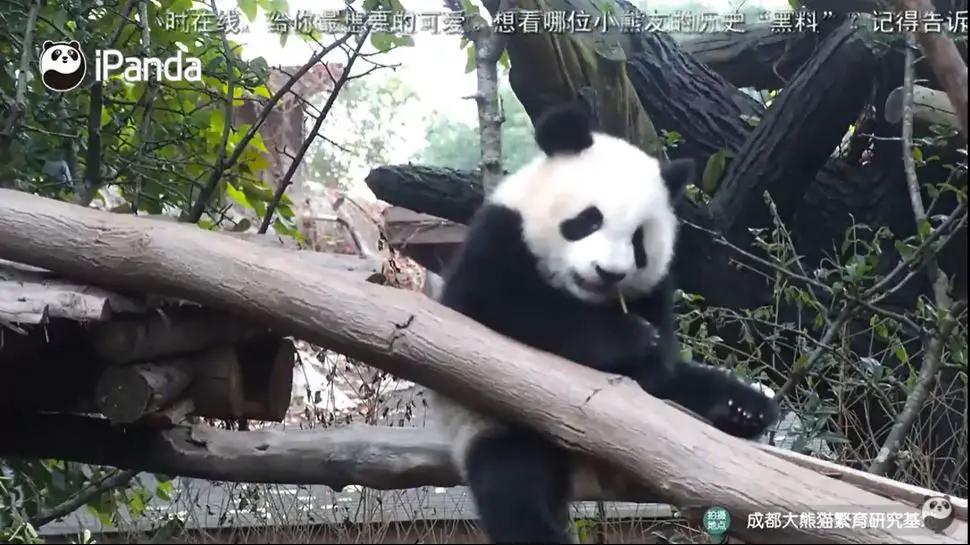 Webcam en direct de Chengdu, Sichuan, Chine