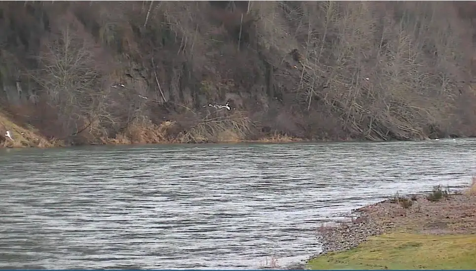 Webcam en direct de Coolitz-River, Washington, USA