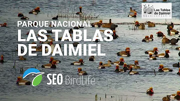 Daimiel