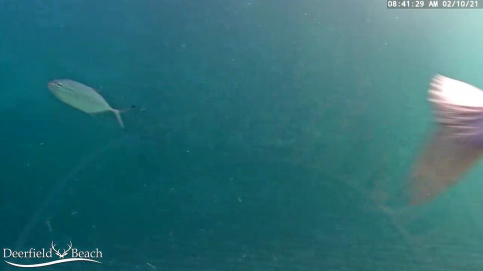 Webcam en direct de Deerfield, Floride, USA