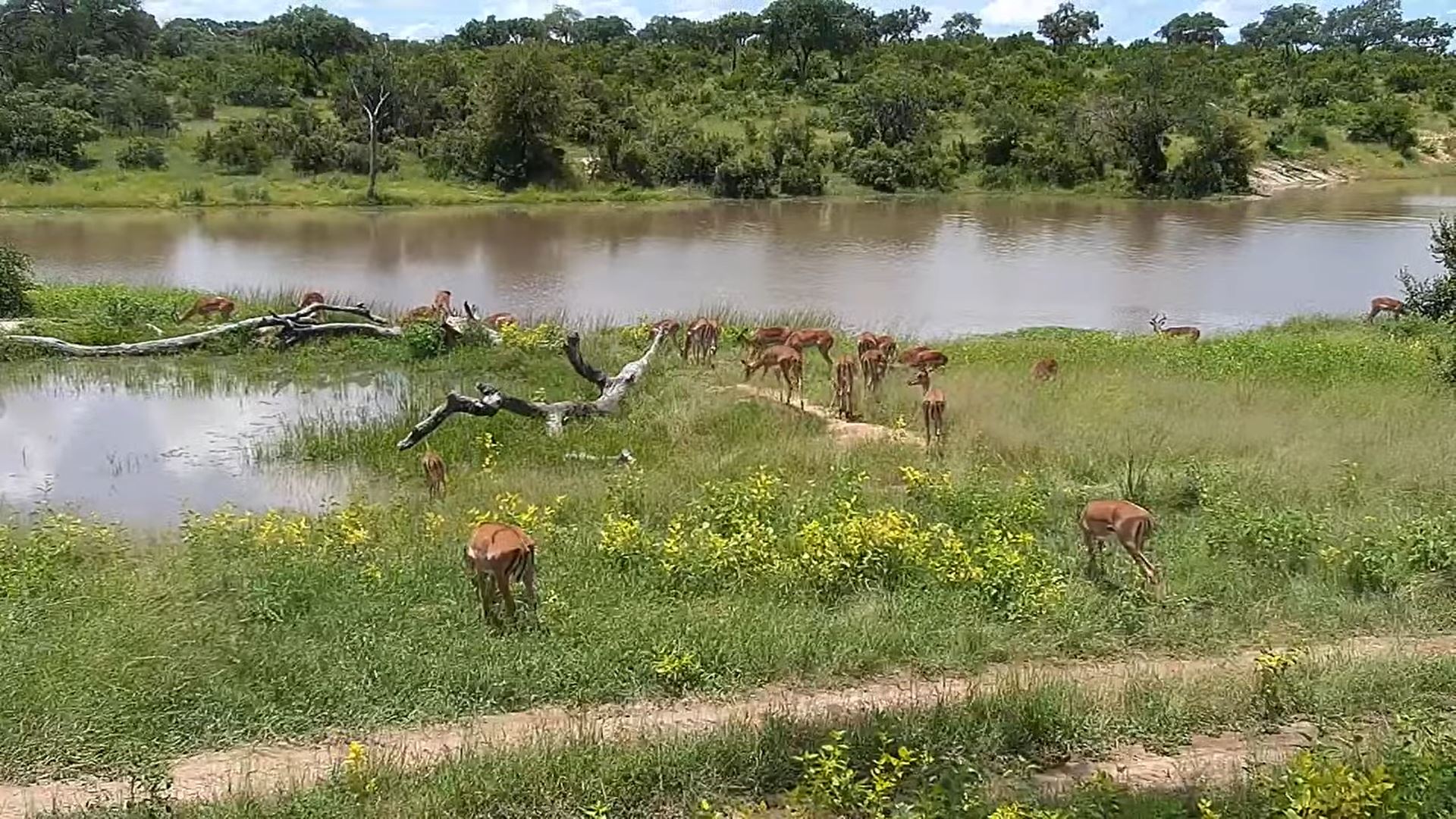 Webcam en direct de Djuma, Limpopo, Afrique du Sud