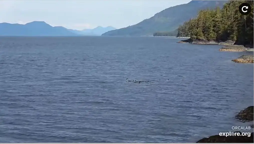 Webcam en direct de Hanson Island, Colombie Britannique, Canada