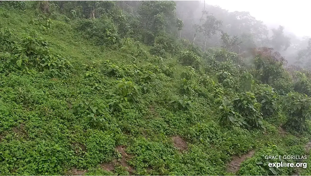Webcam en direct de Irmisigiyo, tanzanie