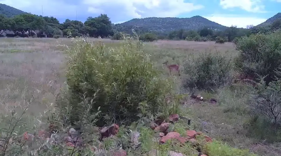 Webcam en direct de Pilanesberg National Park, Nord Ouest, Afrique du Sud