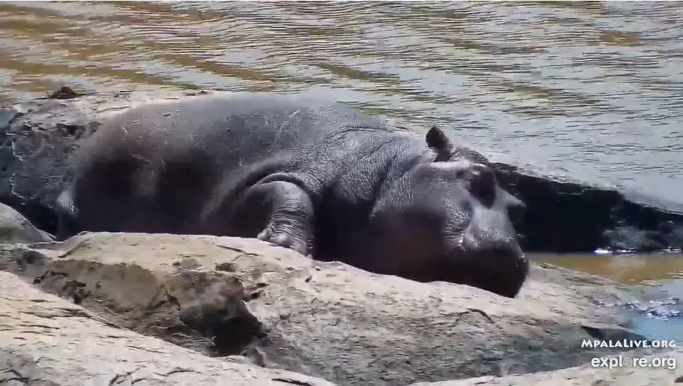 Webcam en direct de Laikipia, Laikipia, Kenya