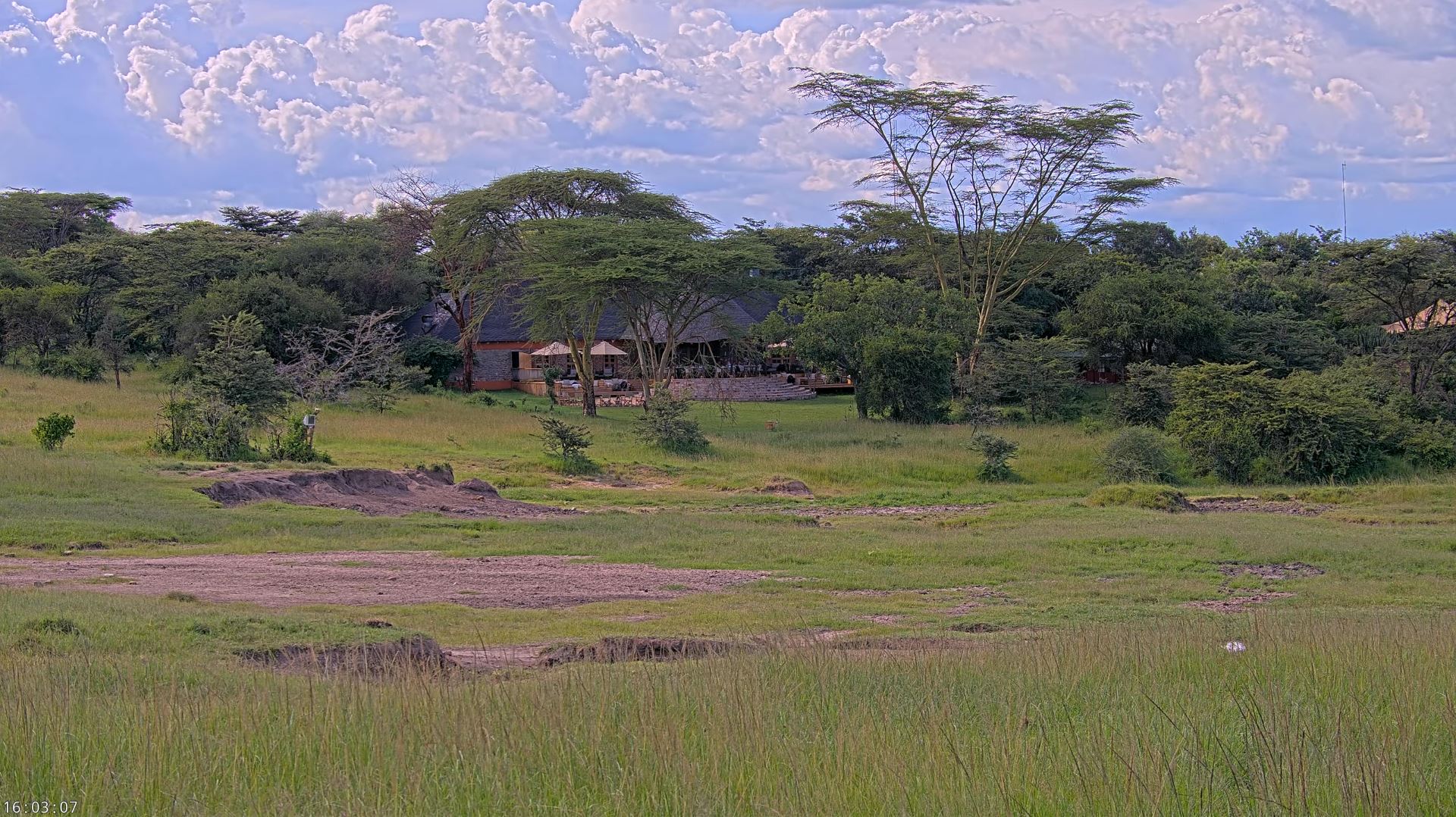 Webcam en direct de Mara Simba, Kenya