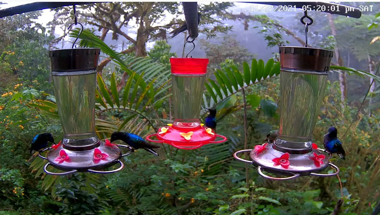 Webcam en direct de Mindo - Sachatamia Lodge, San Carlos, Equateur