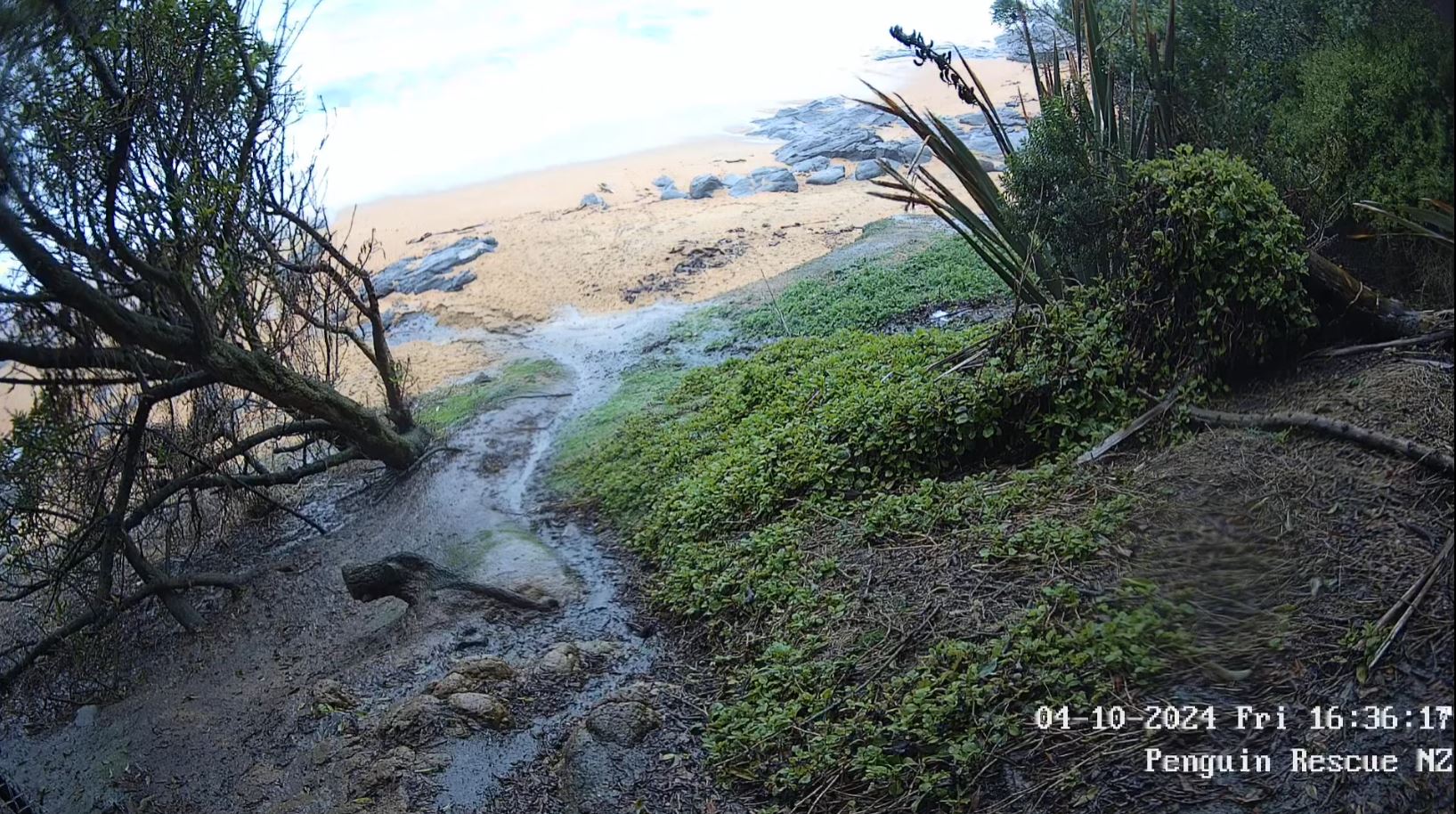 Webcam en direct de Moreaki, Otago, Nouvelle-Zélande