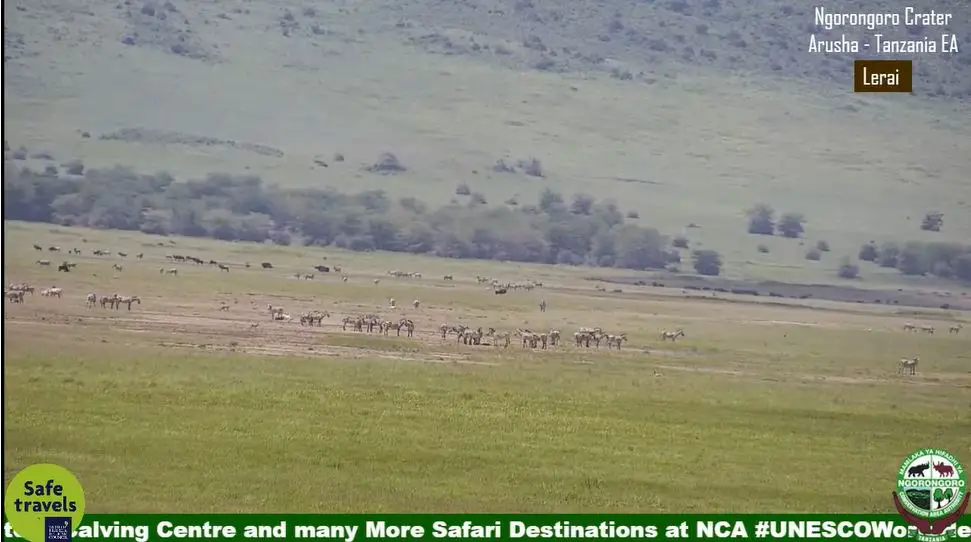 Webcam en direct de Ngorongoro, Arusha, Tanzanie