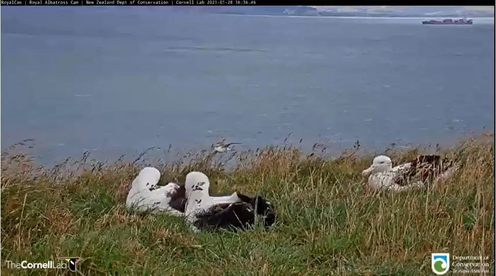 Webcam en direct de Taiaroa Head, Dunedin, Nouvelle-Zélande