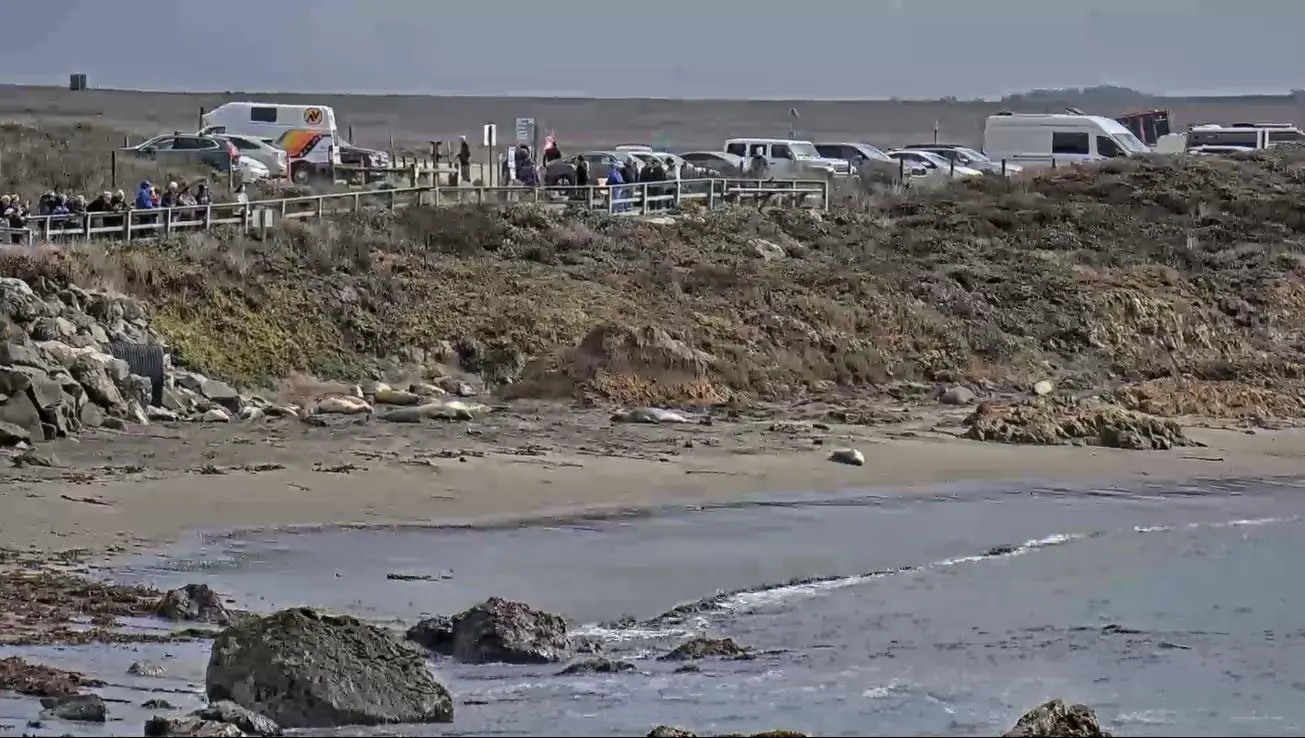 Webcam en direct de Piedras Blancas, Californie, USA