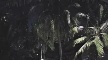 Akasdhoo
