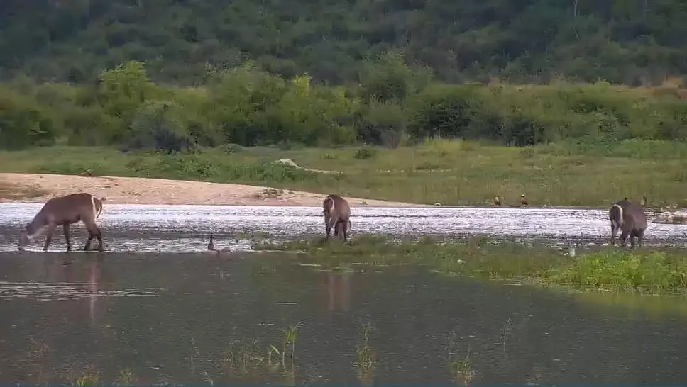 Webcam en direct de Madikwe, Madikwe, Afrique du Sud