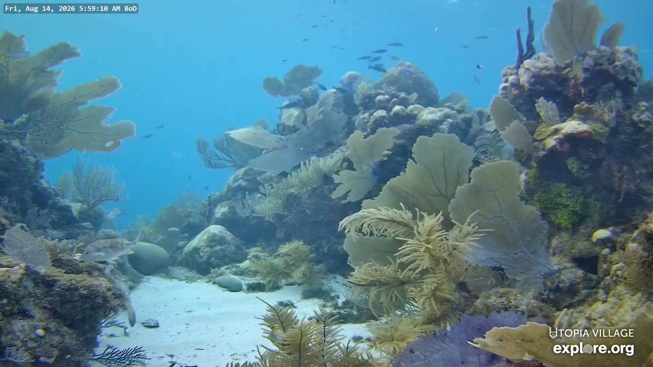Utila