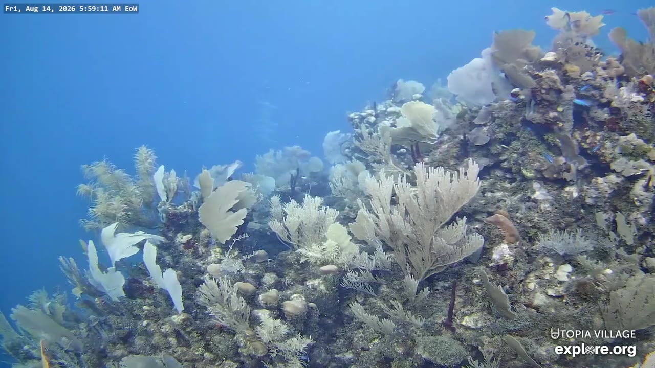 Utila