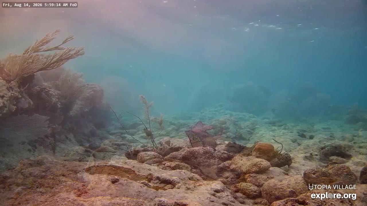 Utila