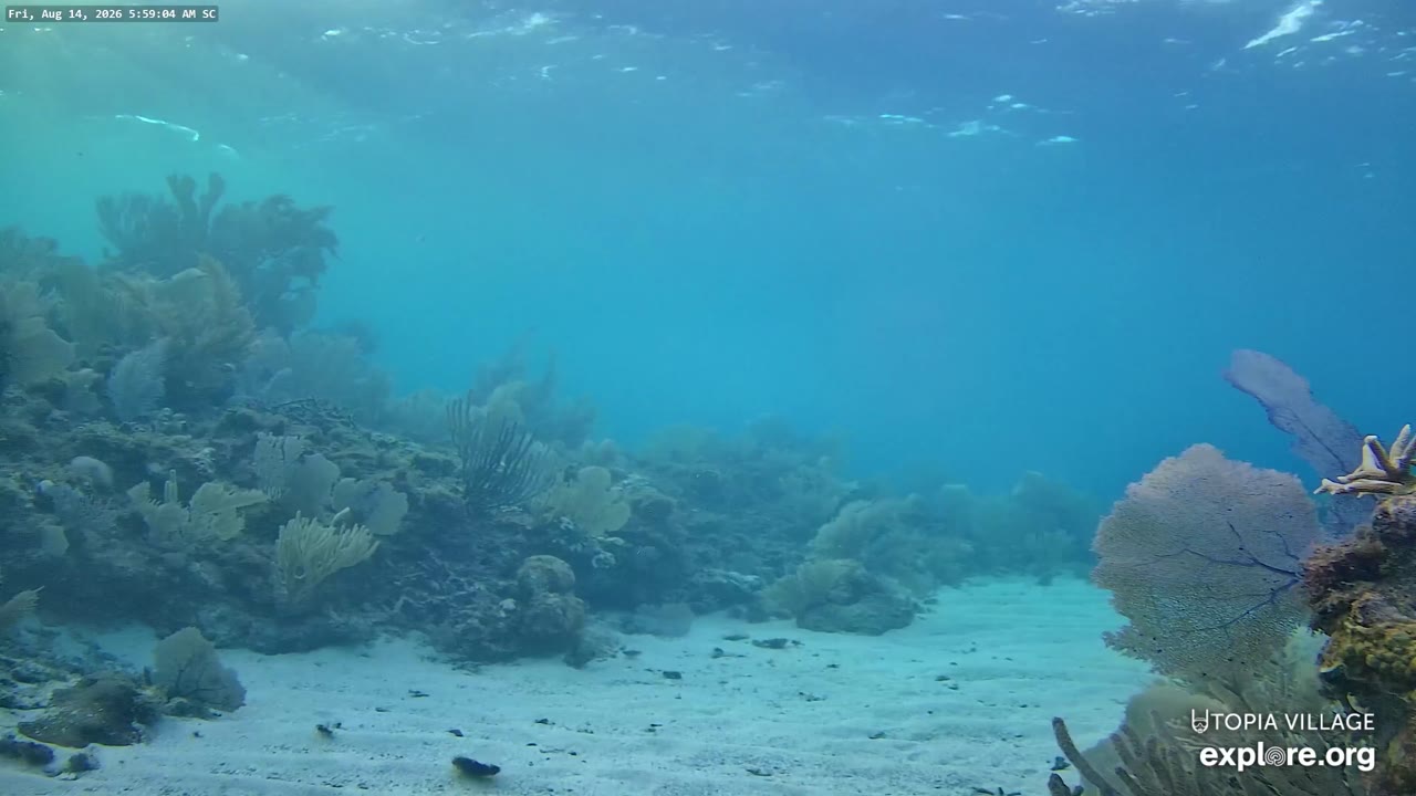 Utila